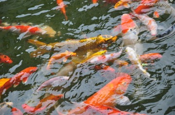 池里的金鱼