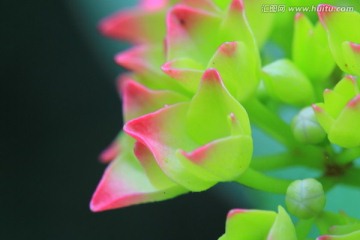 花卉特写