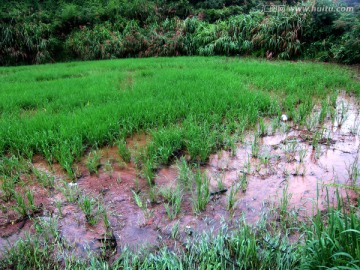 水淹田