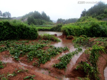 春天汛期的水淹红薯地