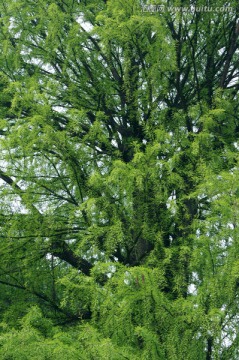 枝叶 绿树