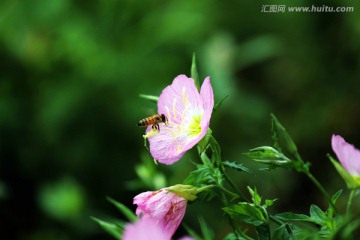 蜜蜂 美丽月见草