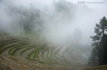 紫鹊界梯田