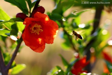 石榴花 富贵花