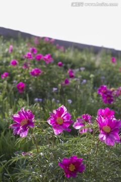 芍药 野花