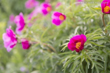 野生芍药花