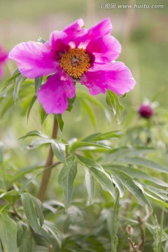 野生芍药花