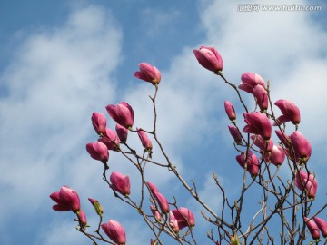 玉兰花