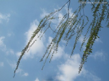 柳树与蓝天白云