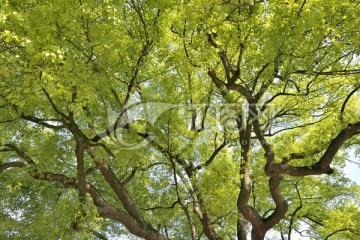 香樟树树枝