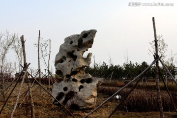 太湖石 草地