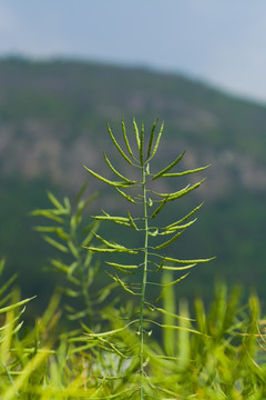 油菜籽特写