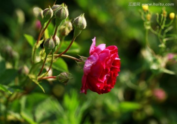 刺玫菊