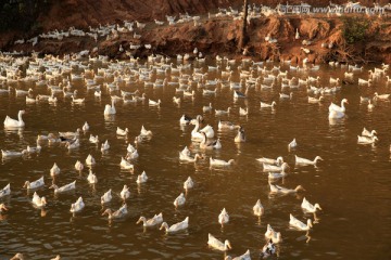 水中一群鸭