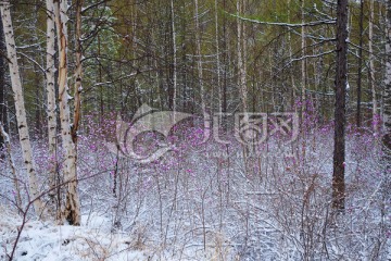 落雪后的杜鹃森林雪景