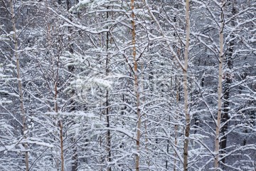 落雪后的小白桦林
