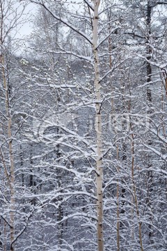 落雪后的小白桦树