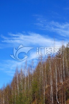 白桦林风景