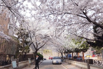 青岛 青岛风光 城市风光 五