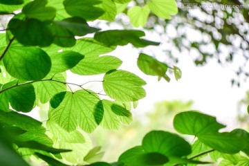 洋紫荆绿叶背景