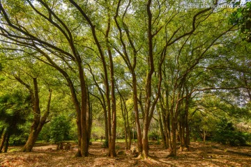 香樟树林背景