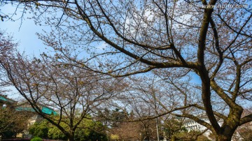 蓝天樱花树