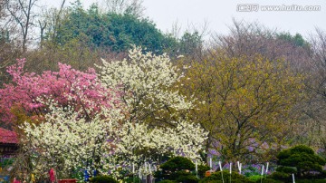 三色春花