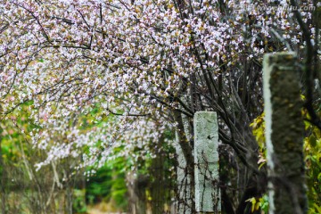 樱花背景