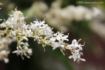 槐树 槐花