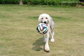 爱尔兰猎狼犬狗