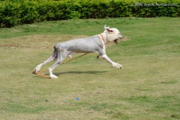 爱尔兰猎狼犬狗