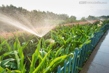自动化 灌溉 浇水