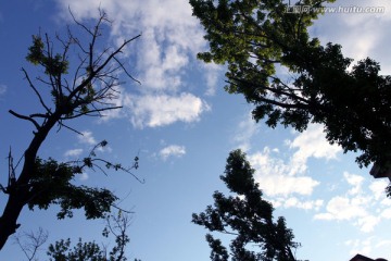 大树 蓝天