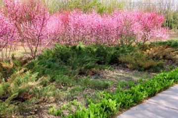 桃红 树木 春天