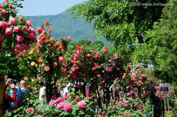 北京植物园月季园