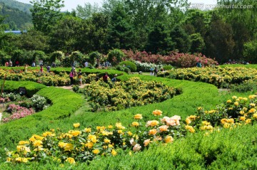 北京植物园月季园