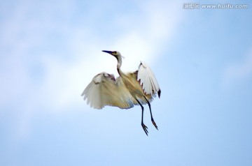 鹭鸶