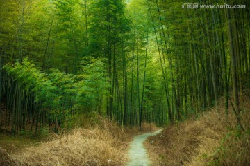 溪头村竹林小路