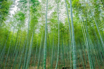 竹林竹海