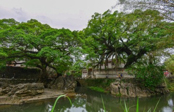 榕树背景