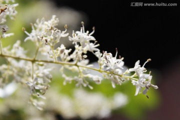 槐花 槐树