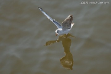 红嘴鸥