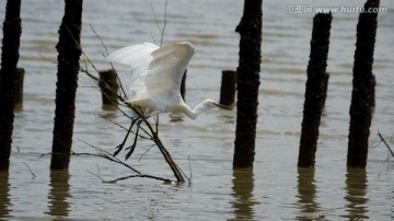 白鹭 白鹤