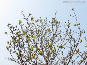 玉兰花