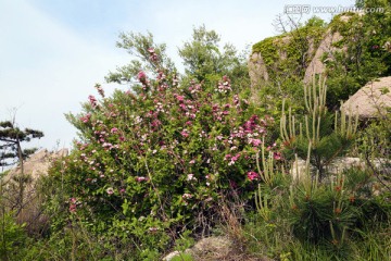 山花