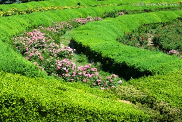 北京植物园月季园