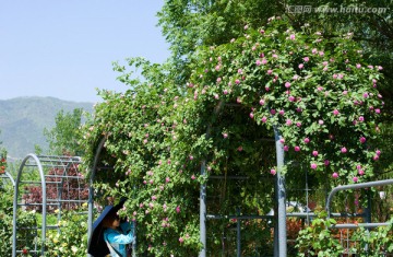 月季花园林景观