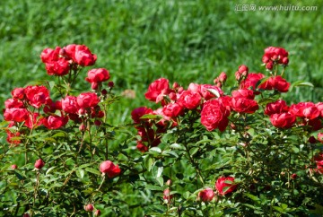 红色月季花