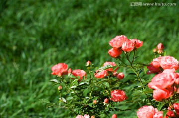 粉红色月季花