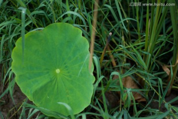 荷叶与小草